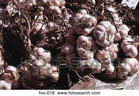 Bunches Of Garlic Cloves View Large Photo Image Stock Photo - Bunches Of Garlic Cloves. Fotosearch