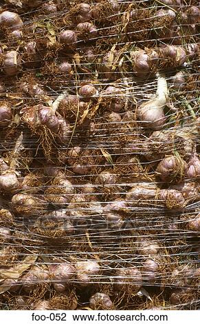 Bundles of Garlic on Market Stall View Large Photo Image Stock Image - Bundles of Garlic on Market Stall. Fotosearch