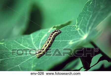 Stock Photograph - Caterpillar on a Leaf. Fotosearch