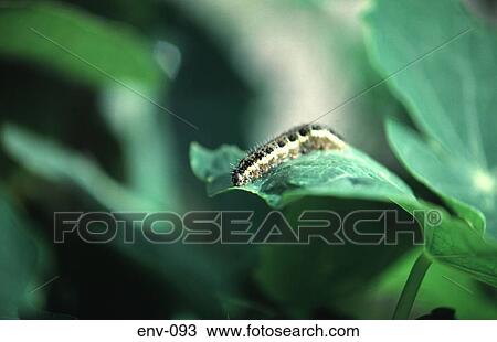 Caterpillar on Leaf View Large Photo Image Stock Image - Caterpillar on Leaf. Fotosearch