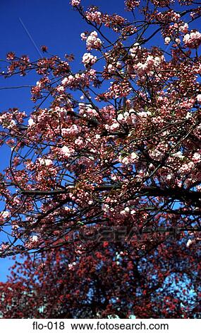 Cherry Blossom Tree View Large Photo Image Stock Photo - Cherry Blossom Tree. Fotosearch