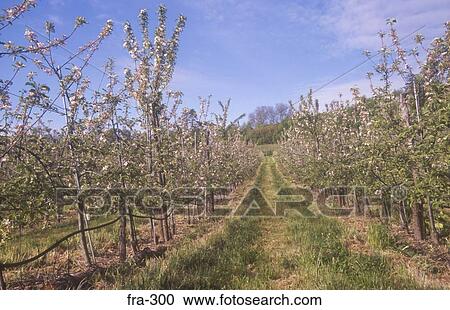 Cherry Orchard Saint Perigord Region France View Large Photo Image Stock Image - Cherry Orchard Saint Perigord Region France. Fotosearch