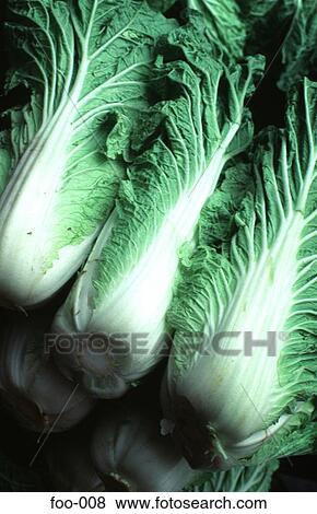 Chinese Leaf Lettuce View Large Photo Image Stock Photo - Chinese Leaf Lettuce. Fotosearch