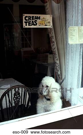 Close Up of Poodle in Coffee Shop Window View Large Photo Image Stock Photo - Close Up of Poodle in Coffee Shop Window. Fotosearch