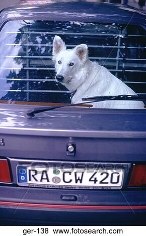 Dog in Boot of German Car View Large Photo Image Stock Photo - Dog in Boot of German Car. Fotosearch