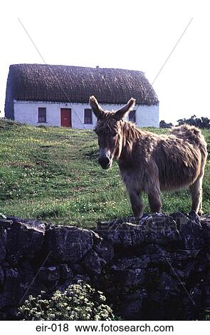 Donkey In Field with Thatched Cottage Inishmore View Large Photo Image Stock Photo - Donkey In Field with Thatched Cottage Inishmore. Fotosearch