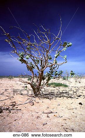 Dying Tree Venezuela South America View Large Photo Image Stock Photograph - Dying Tree Venezuela South America. Fotosearch