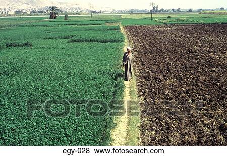 Egyptian Man in Fields Egypt Africa View Large Photo Image Stock Photo - Egyptian Man in Fields Egypt Africa. Fotosearch