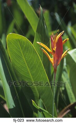 Stock Image - Exotic Flower Fiji. Fotosearch