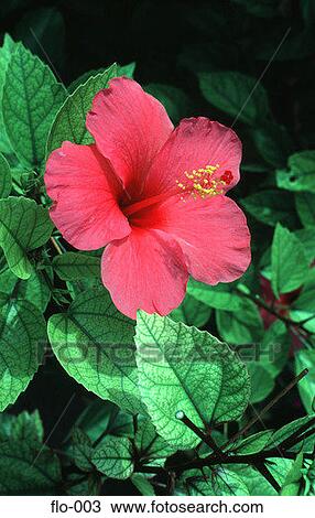 Exotic Red Flower Asia View Large Photo Image Stock Image - Exotic Red Flower Asia. Fotosearch