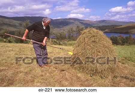 Stock Image - Farmer Making Hay Stack Leenane Ireland. Fotosearch