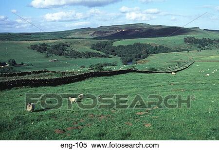 Farmland and Sheep Northumberland England UK View Large Photo Image Stock Photography - Farmland and Sheep Northumberland England UK. Fotosearch