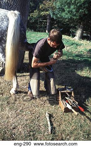 Farrier Shoeing a White Horse England View Large Photo Image Stock Image - Farrier Shoeing a White Horse England. Fotosearch