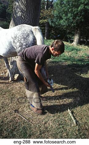 Farrier Shoeing a White Horse England View Large Photo Image Stock Photo - Farrier Shoeing a White Horse England. Fotosearch