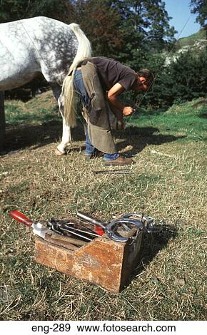 Farrier Shoeing a White Horse England View Large Photo Image Stock Photo - Farrier Shoeing a White Horse England. Fotosearch