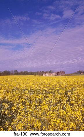 Field in Bloom Saint Perigold Region France View Large Photo Image Stock Image - Field in Bloom Saint Perigold Region France. Fotosearch