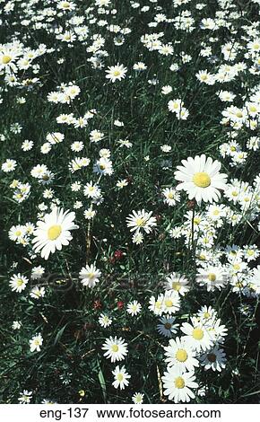 Field of Daisies England View Large Photo Image Stock Photo - Field of Daisies England. Fotosearch