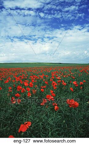Field of Poppies View Large Photo Image Stock Photo - Field of Poppies. Fotosearch
