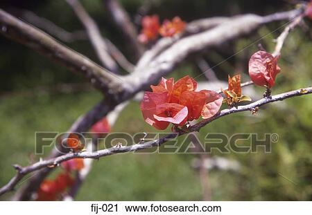 Flowering Shrub Fiji View Large Photo Image Stock Image - Flowering Shrub Fiji. Fotosearch