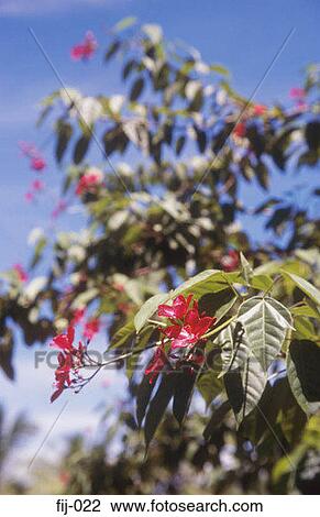 Flowering Shrub Fiji View Large Photo Image Stock Image - Flowering Shrub Fiji. Fotosearch