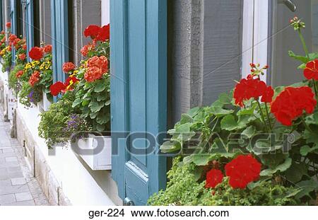 Flowers in Window Boxes Rothenburg Germany View Large Photo Image Picture - Flowers in Window Boxes Rothenburg Germany. Fotosearch