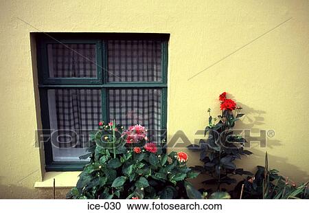 Garden Flowers in front of Window Reykjavik Iceland View Large Photo Image Stock Image - Garden Flowers in front of Window Reykjavik Iceland. Fotosearch