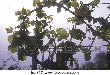 Grape Vine France View Large Photo Image Stock Photo - Grape Vine France. Fotosearch