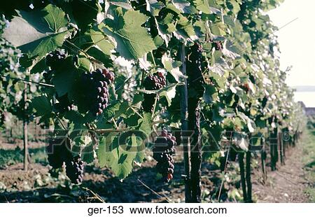 Grapes on the Vine Uberlingen Germany View Large Photo Image Stock Image - Grapes on the Vine Uberlingen Germany. Fotosearch