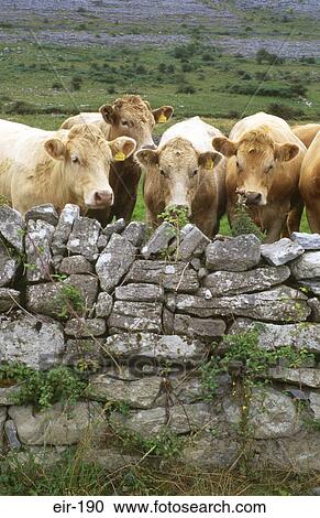 Group of Beef Cows Doolin Clare Ireland View Large Photo Image Stock Image - Group of Beef Cows Doolin Clare Ireland. Fotosearch