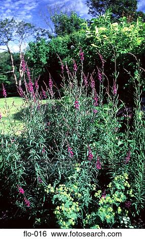 Stock Photograph - Herb Border Garden. Fotosearch