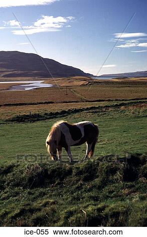 Icelandic Pony Grazing in a Field Iceland View Large Photo Image Stock Photography - Icelandic Pony Grazing in a Field Iceland. Fotosearch