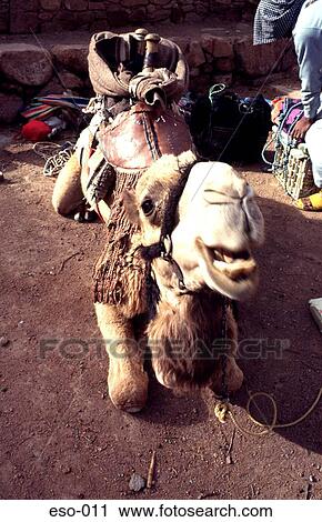 Kneeling Camel Sinai Egypt View Large Photo Image Stock Image - Kneeling Camel Sinai Egypt. Fotosearch
