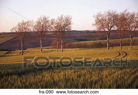 Landscape Armagnac Region France View Large Photo Image Stock Image - Landscape Armagnac Region France. Fotosearch