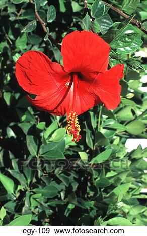 Large Red Flower Egypt Africa View Large Photo Image Stock Photo - Large Red Flower Egypt Africa. Fotosearch