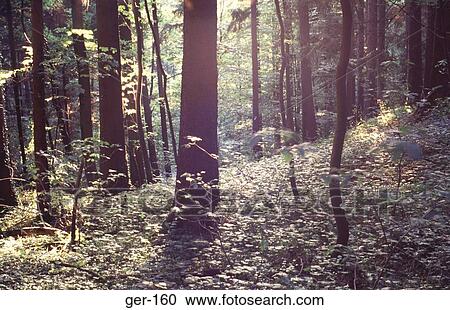 Stock Image - Light Filtering Through Trees Black Forest Germany. Fotosearch