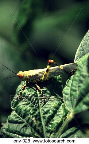 Locust on a Leaf View Large Photo Image Stock Photo - Locust on a Leaf. Fotosearch