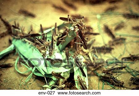 Locusts View Large Photo Image Stock Photo - Locusts. Fotosearch