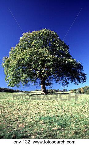 Lone Tree in a Field UK View Large Photo Image Stock Image - Lone Tree in a Field UK. Fotosearch