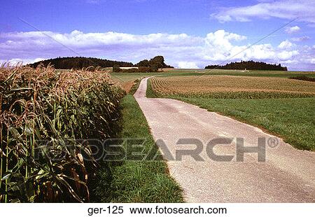 Maize Fields in the Black Forest Germany View Large Photo Image Stock Photography - Maize Fields in the Black Forest Germany. Fotosearch