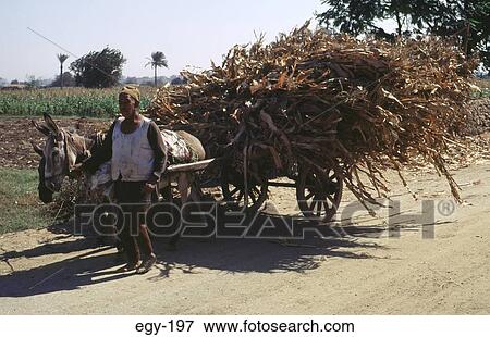 Man and Cart Filled with Agricultural Produce Egypt View Large Photo Image Stock Photo - Man and Cart Filled with Agricultural Produce Egypt. Fotosearch