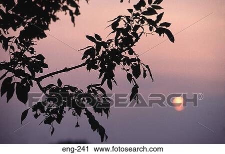 Misty Sun Framed by Branch England View Large Photo Image Stock Image - Misty Sun Framed by Branch England. Fotosearch