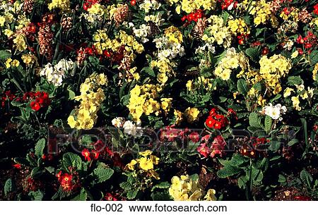 Mixed Flowerbed View Large Photo Image Stock Image - Mixed Flowerbed. Fotosearch