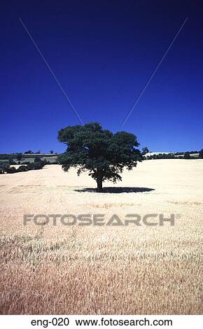 Oak Tree in a Field of Ripe Wheat England UK View Large Photo Image Stock Image - Oak Tree in a Field of Ripe Wheat England UK. Fotosearch