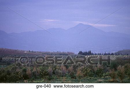 Orange Grove at Corinth Greece View Large Photo Image Stock Image - Orange Grove at Corinth Greece. Fotosearch