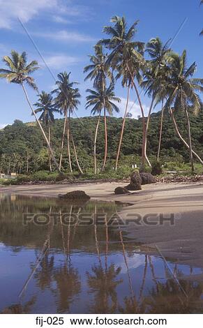 Palm Lined Beach the Coral Coast Fiji View Large Photo Image Stock Photography - Palm Lined Beach the Coral Coast Fiji. Fotosearch