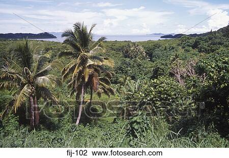 Palms at the Coral Coast Fiji View Large Photo Image Stock Image - Palms at the Coral Coast Fiji. Fotosearch