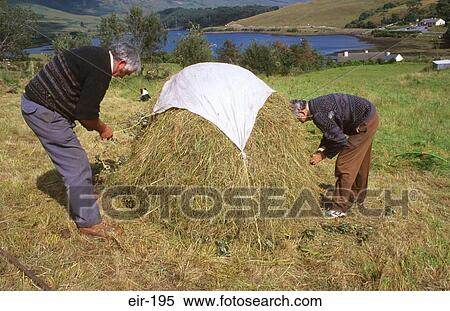 People Covering Hay Stacks Ireland View Large Photo Image Stock Photography - People Covering Hay Stacks Ireland. Fotosearch