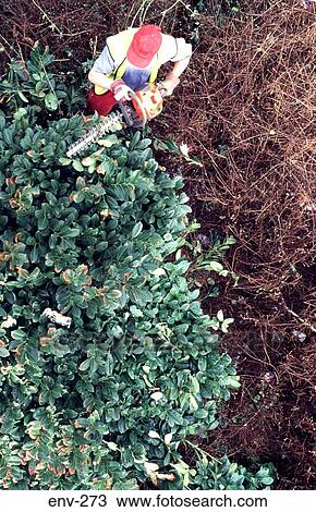 Plan View of Man Cutting Back Bushes View Large Photo Image Stock Image - Plan View of Man Cutting Back Bushes. Fotosearch