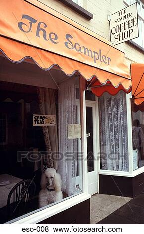 Poodle Sitting in Cafe Window View Large Photo Image Stock Photo - Poodle Sitting in Cafe Window. Fotosearch