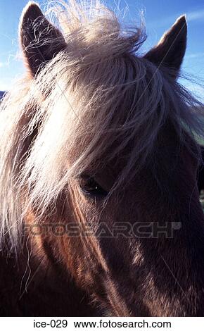 Portrait of a Horse Iceland View Large Photo Image Stock Photo - Portrait of a Horse Iceland. Fotosearch